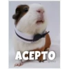 Guinea Chat 🐹 12