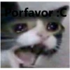 Gatitos Stikers 5