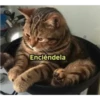Enciéndela