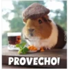 Guinea Chat 🐹 13
