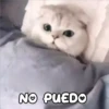 Gatitos 4 13