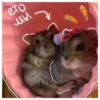 Hamsters  🐹💖 1 C☆ 6