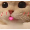 Gatitos 4 14
