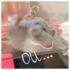 Hamsters  🐹💖 1 C☆ 8