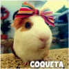 Guinea Chat 🐹 16