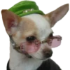 Perritos 10
