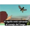 El águila está salvando al conejo del fuego.