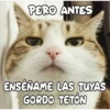Gatitos 4 16