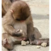 छोटे बंदर और भी बहुत कुछ 5