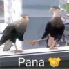 jajajajsjjaja 13 10