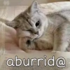 Gatitos 4 17