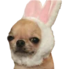 Perritos 11