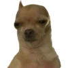 Perritos 12