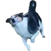 Perritos 13
