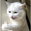 Gatitos 4 20