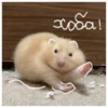 Hamsters  🐹💖 1 C☆ 11