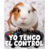 Guinea Chat 🐹 17