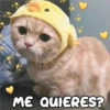 Gatitos 4 21