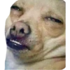 Perritos 15