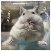 Hamsters  🐹💖 1 C☆ 13
