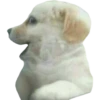 Perritos 16