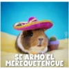Guinea Chat 🐹 20