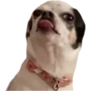 Perritos 17