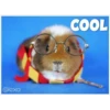 Guinea Chat 🐹 21