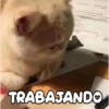 Gatitos 4 22