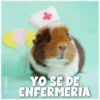 Guinea Chat 🐹 22