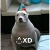 XDD 17