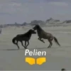 XDD 18