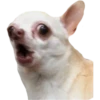 Perritos 18
