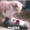 Gatitos 4 23