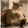Gatitos Stikers 9