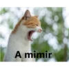 Gatitos Stikers 10