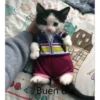 Gatitos Stikers 11