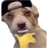 Perritos 21