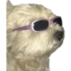 Perritos 22