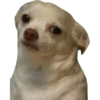 Perritos 23