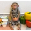 छोटे बंदर और भी बहुत कुछ 19