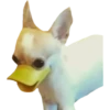 Perritos 24