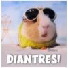 Guinea Chat 🐹 24