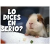 Guinea Chat 🐹 25