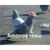 Amonos resio