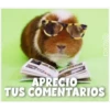 Guinea Chat 🐹 26