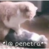 Gatitos 4 27
