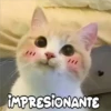 Gatitos 4 28