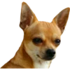 Perritos 27