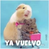 Guinea Chat 🐹 27